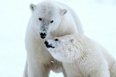 北极熊吃什么食物（北极熊吃什么食物为主）