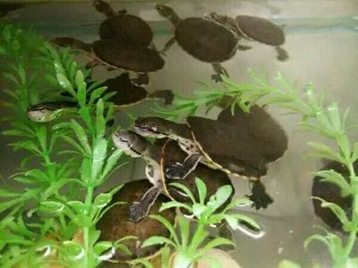 山乌龟的养殖方法和注意事项（水培山乌龟的养殖方法和注意事项）