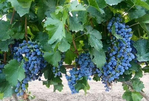 马瑟兰葡萄品种的特点_马瑟兰葡萄品种介绍