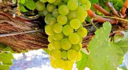 佳丽酿葡萄品种的特点是什么_佳丽酿葡萄品种特点介绍