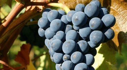 酿造葡萄酒的葡萄品种有什么特殊要求_自酿葡萄酒的6个危害