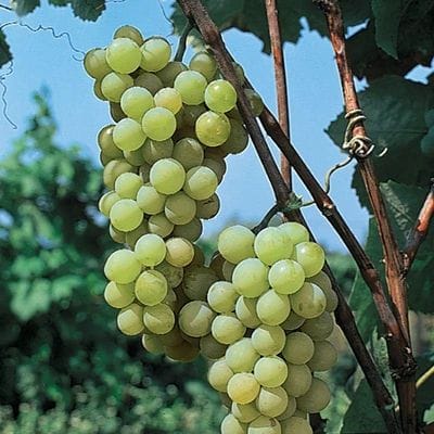 酿酒白葡萄品种有哪些_波尔多法定白葡萄品种有哪些