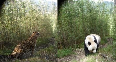 panda组合个人资料_左左panda个人资料