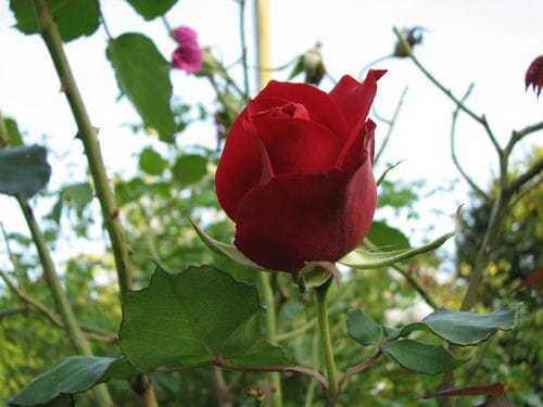 红玫瑰英文_红玫瑰英文名