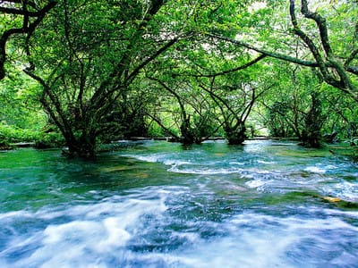 森林如何获得生命之水（森林如何获得生命之水视频）
