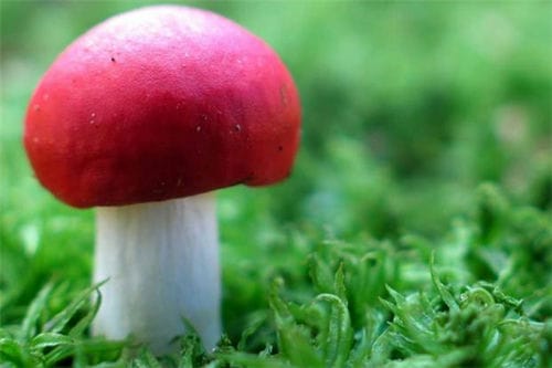 如何辨别蘑菇（如何辨别蘑菇有没有毒）