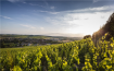 葡萄酒产区知识：法国勃艮第(Burgundy)产区